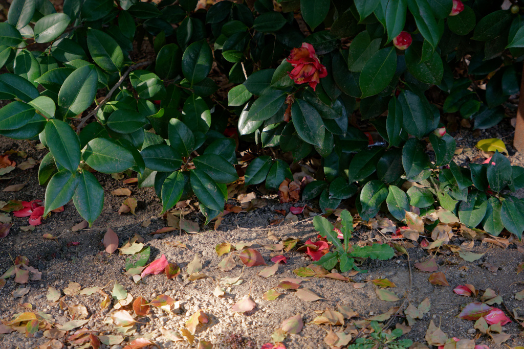 P1000254_DxO
