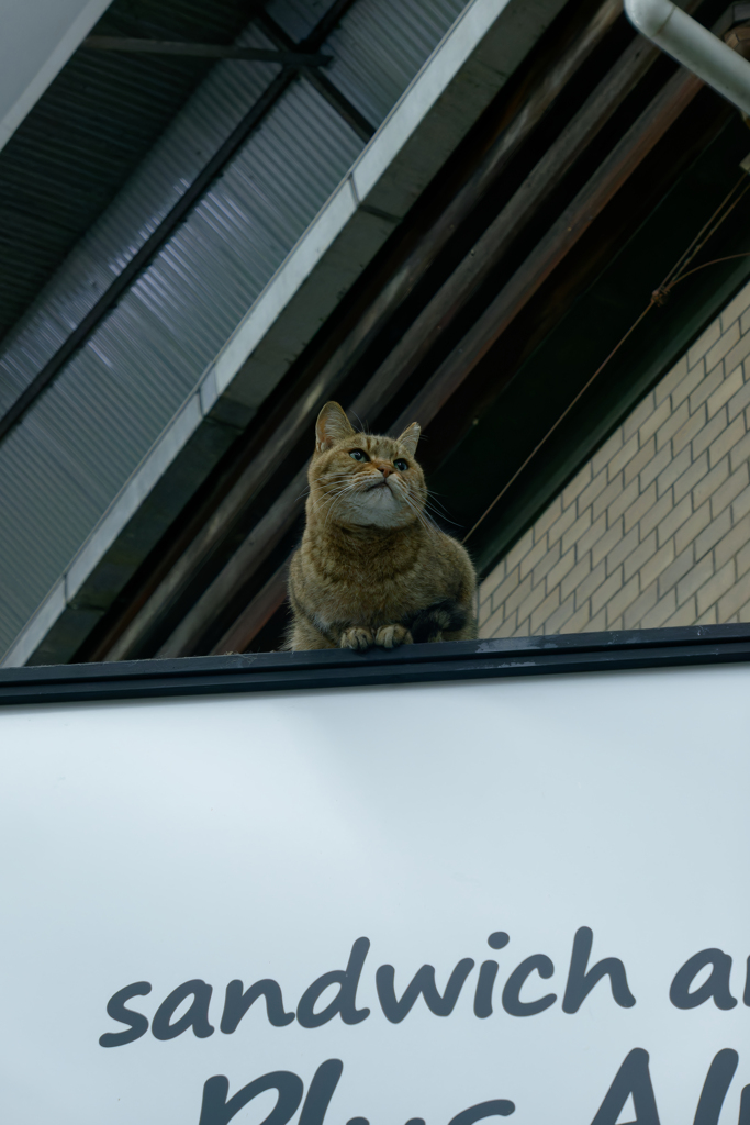 今日も居ました