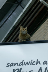 今日も居ました
