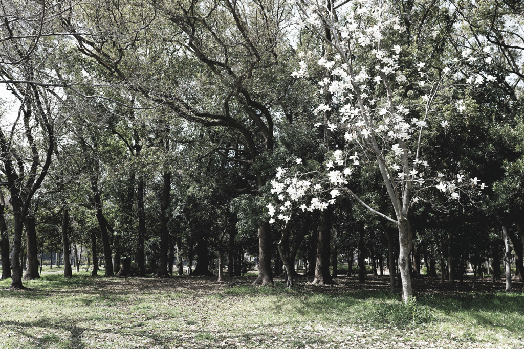 桜にはまだ早かった