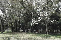 桜にはまだ早かった