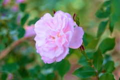 薔薇