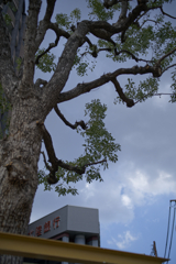 _A7C3869_DxO