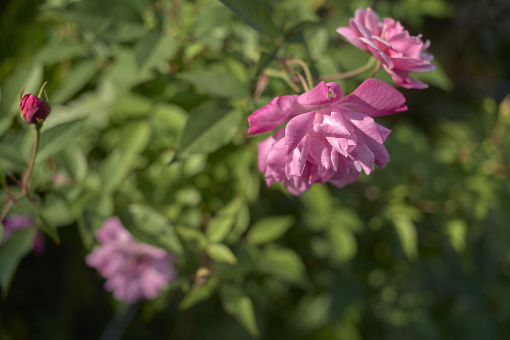 A7C09256