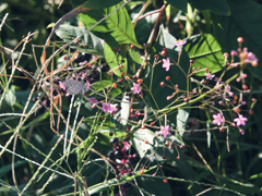DSC07304