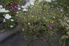 _A7C4403_DxO