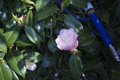 _7R32539_DxO
