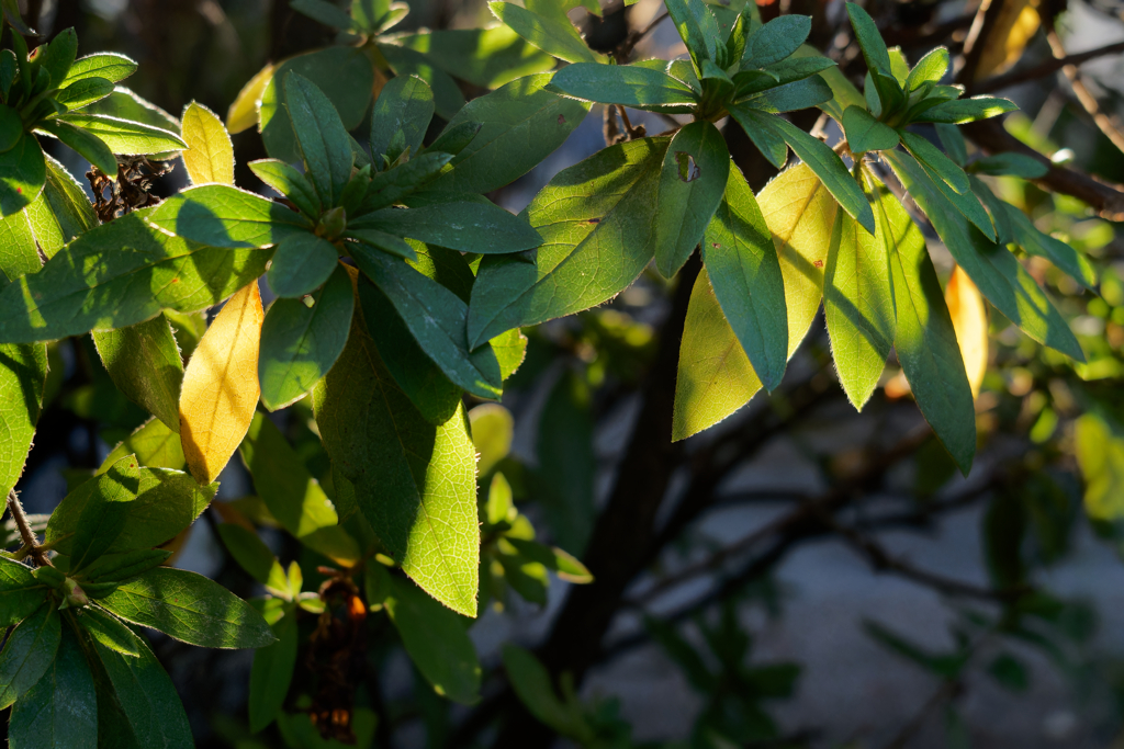 A7C01175_DxO