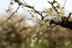 DSC00186_1