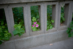 DSC07245