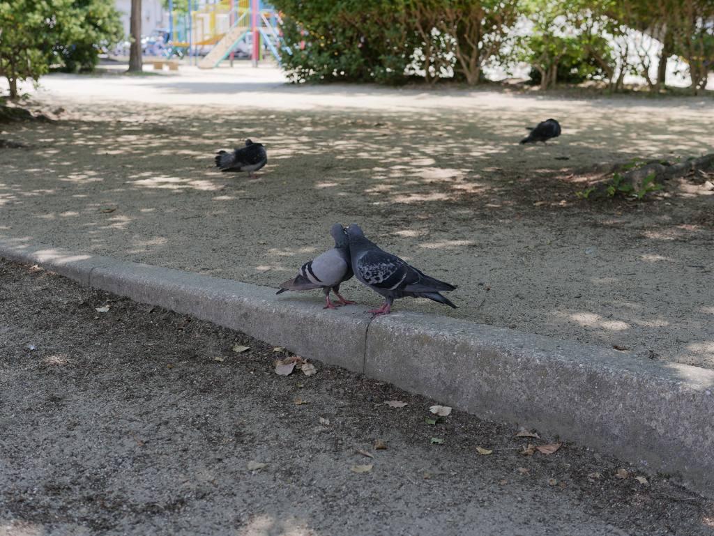 鳩ラブラブ