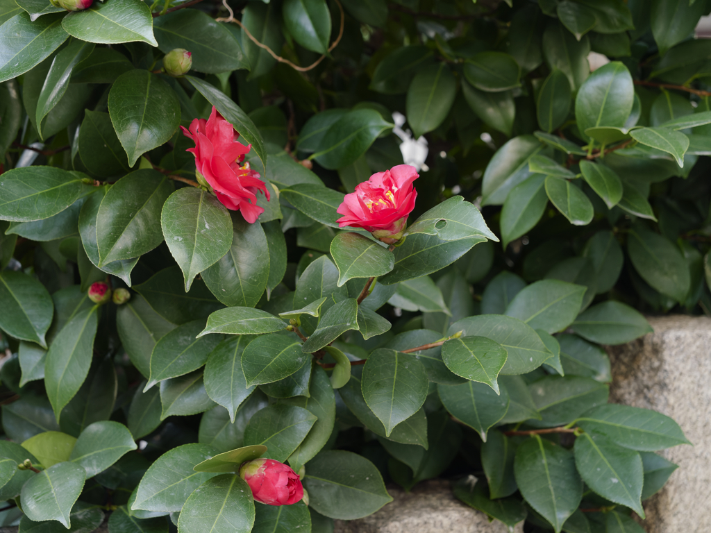 花は正義