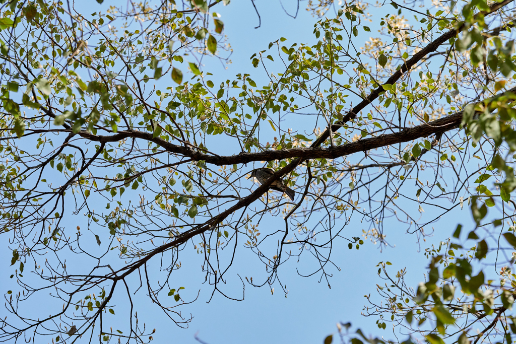DSC00431_1