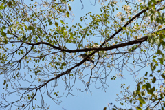 DSC00431_1