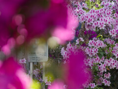 _1040434_DxO