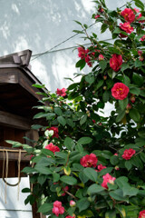 A7C09555_DxO