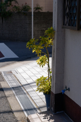 P1011965_DxO