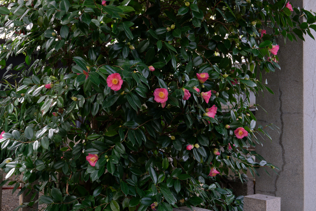 DSC01025_DxO