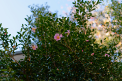 P1012168_DxO