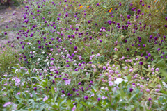 DSC03414b