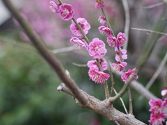 _1090241_DxO