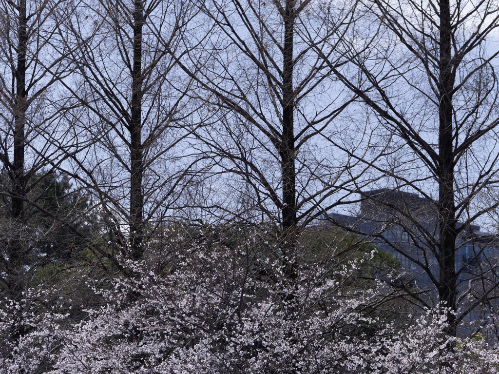 _1090466_DxO