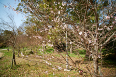 DSC00386