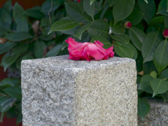 _1040213_DxO