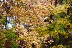 DSC04340