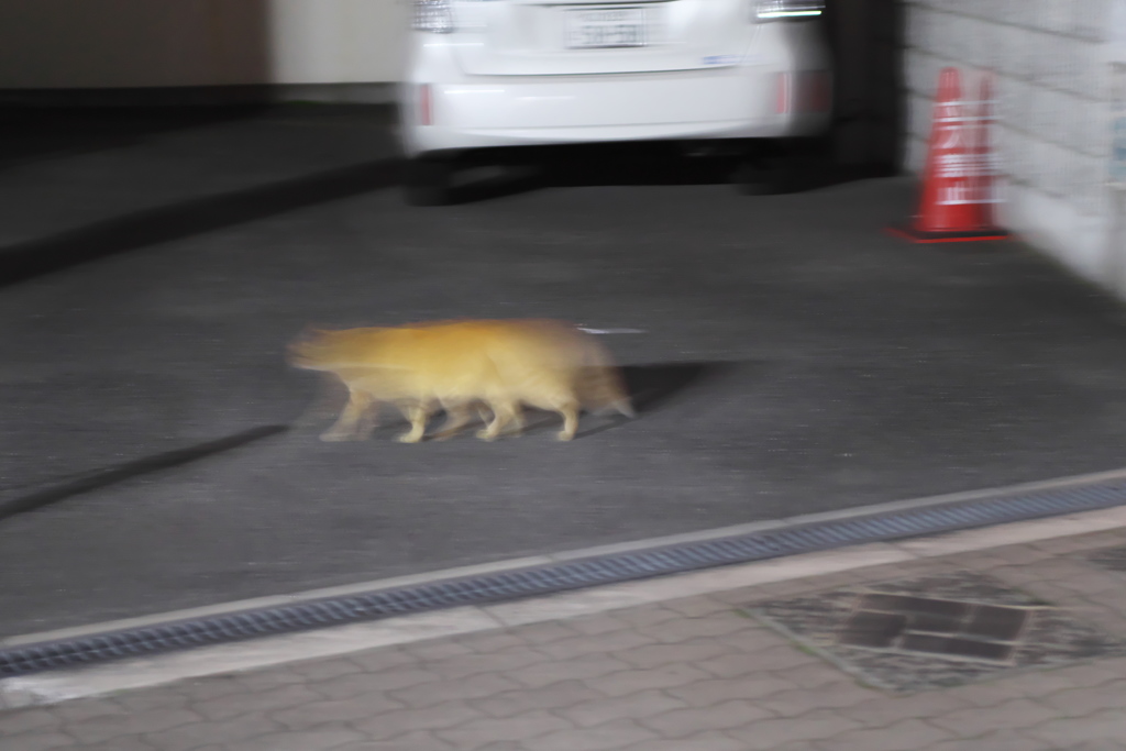 これはニャンだろうか？