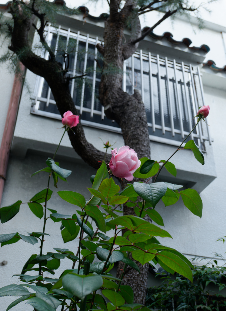 P1050242_DxO