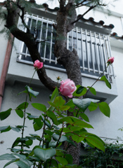 P1050242_DxO