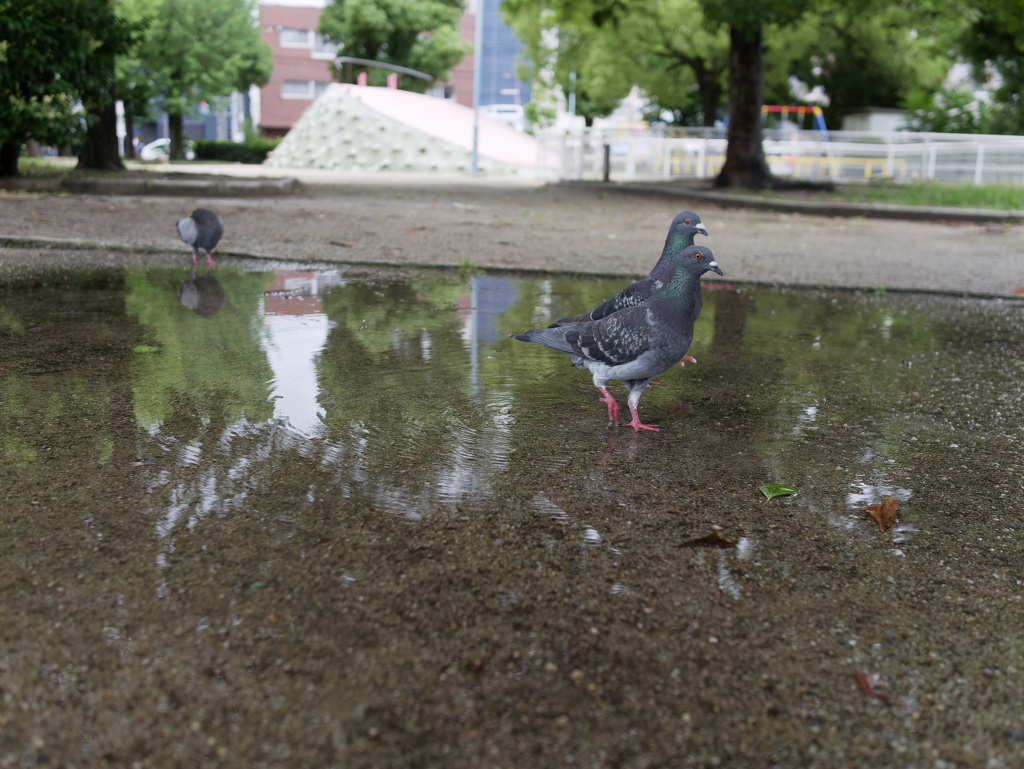 水溜まりと鳩