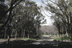桜にはまだ早かった
