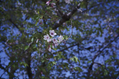 _7R32537_DxO