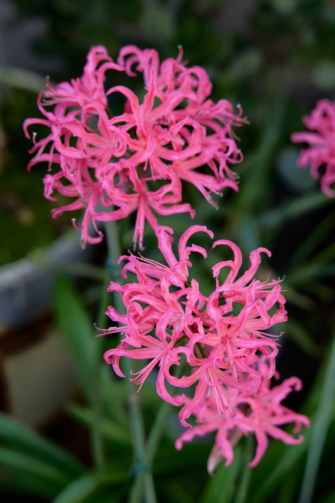 ダイヤモンドリリー