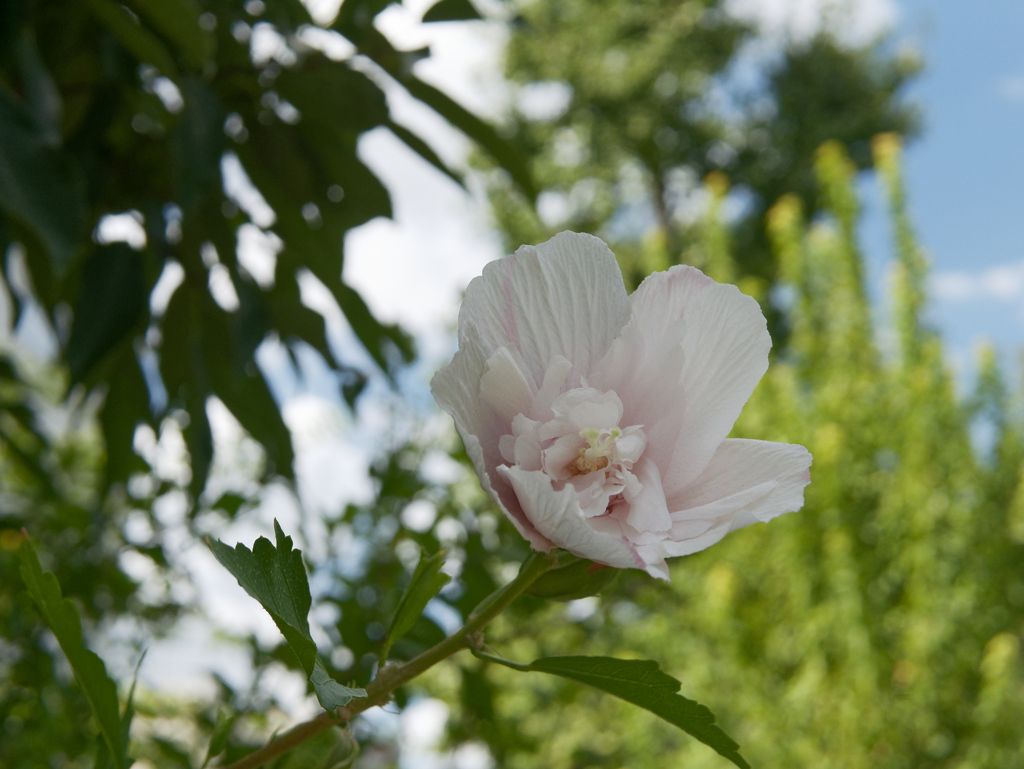 _1010591_DxO