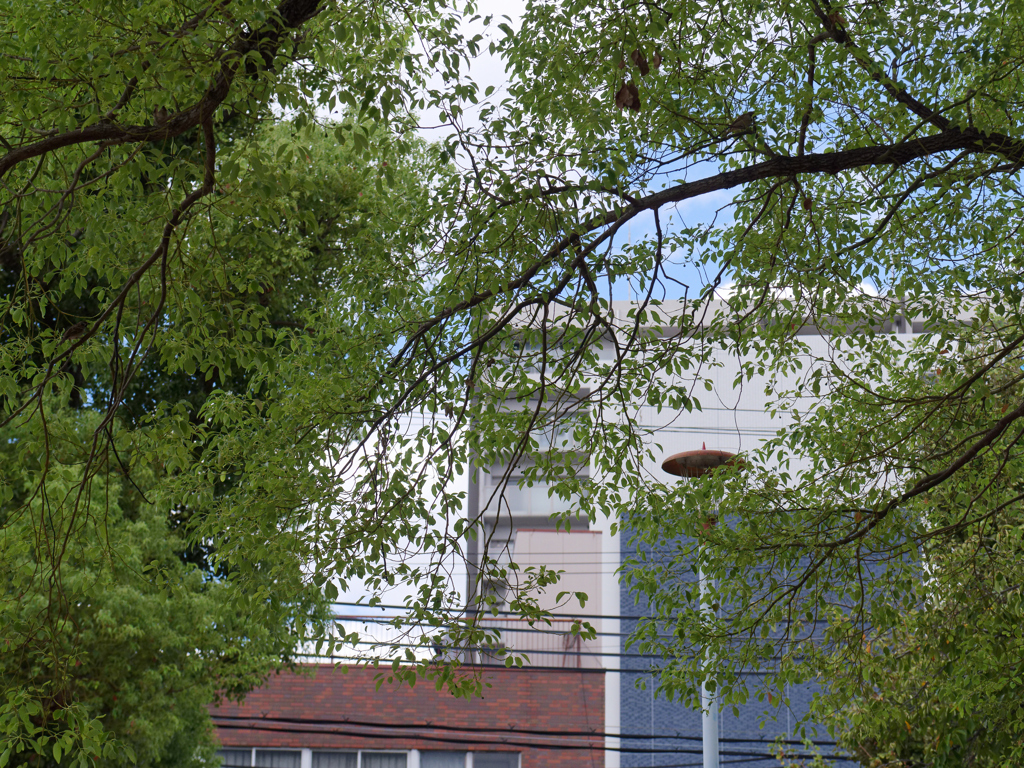 公園