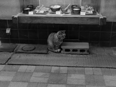 と言う事でモノクロに