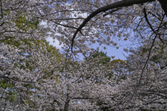 A7C09597