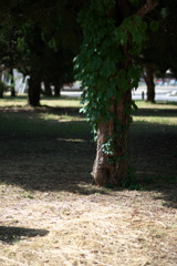 DSC00889
