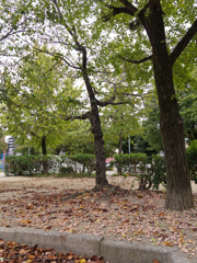 銀杏