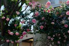 7R309179_DxO