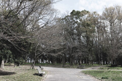 桜にはまだ早かった