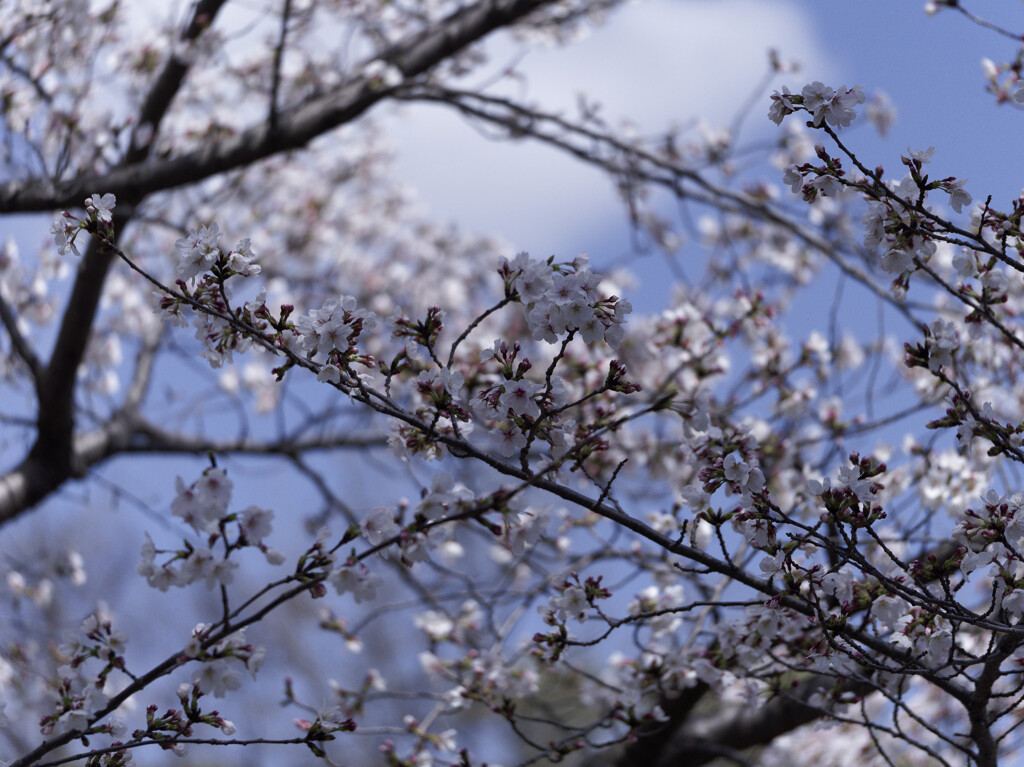 _1090465_DxO