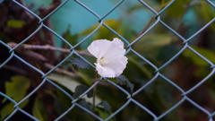 DSC06868