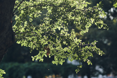 DSC07316