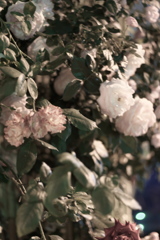 DSC00771