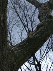 _1010361_DxO