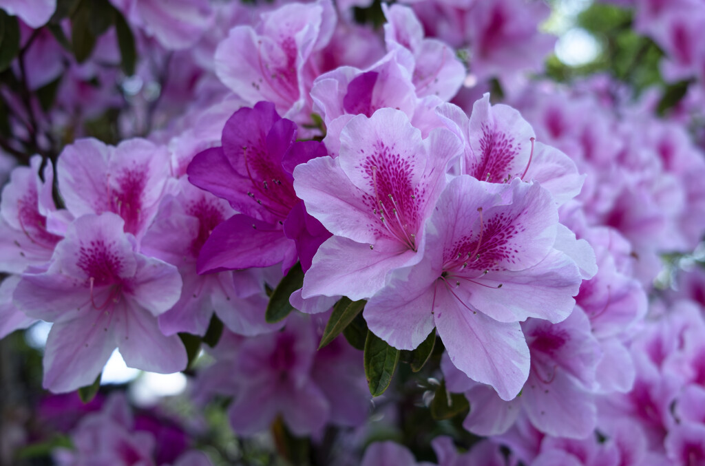 _DSC3115_DxO